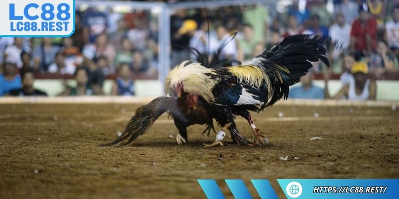 Thể loại Thomo đầy kịch tính